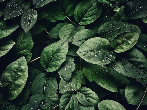 GREEN LEAVES